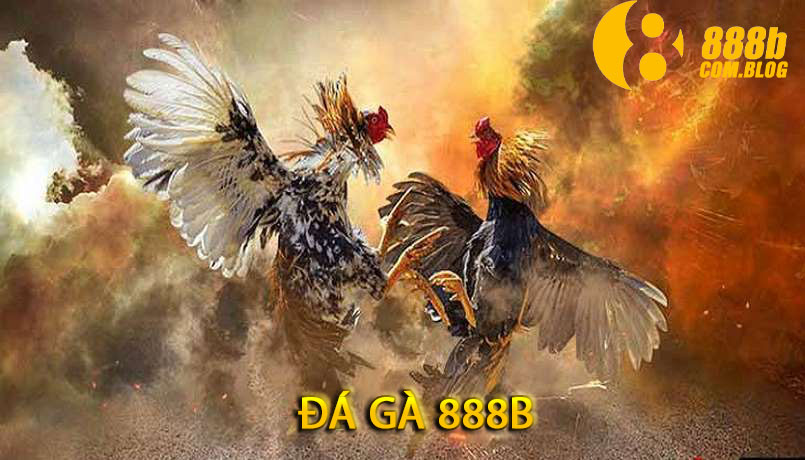 đá gà 888b